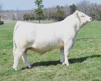 91 lbs ADJ.WW: 801 lbs R: 105 ADJ.YW: 1145 lbs R: 102 EPDs: 3.3 1.3 36 61 8 4.0 26 0.9 198.50 Back to the sire of these bulls.
