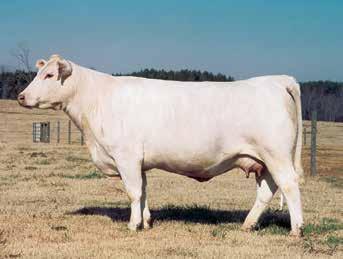 You ve got to look at the weaning weight of this son with an 809 lbs. weaning weight and 106 weaning ratio. This is a really long, well-built bull.