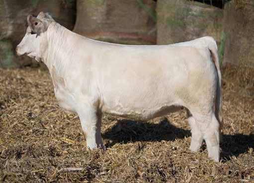 Open Show & Brood Cow Prospects Lot 1 1 LKD MISS INTOXICATING 533 3/22/2015 F1214119 POLLED WC-WCCC ROCKETFUEL 7109 CCC ROCKET S EDGE 203 PLD M809362 CCC GRASS STAINED EDGE 03 PLD LKD MISS REX 310
