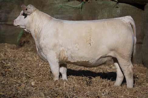 1-1.2 31 63 8 5.9 23 1.3 The Ledger bloodline is dominating the entire Charolais industry and these next two heifers are typical of what he is doing.