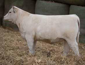 Her good dam raised her first bull calf to a 743 lbs. adj. weaning weight, with a 104 ratio. She was an Andre Charolais bred daughter of the great Wienk Charolais Ranch bred Prime Cut.