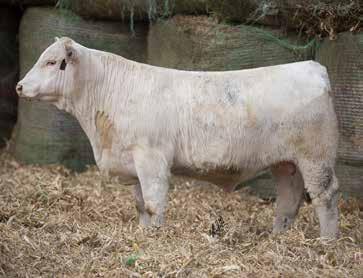 2 196.79 The first of our AI sired sons of the $105,000 LT Ledger 0332 P. Ledger is without doubt the most widely used AI sire in the entire Charolais breed.