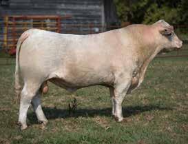 05 What a great bull to start the section of EC High Tech sons! With his 76 lbs. birth weight and 830 lbs. weaning weight and ratio of 109, you couldn t ask for more.