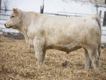 EC High Tech Sons 14 LKD TECHIE 503 2/1/2015 M869529 POLLED LKD MISS EASE 379 F1187844 IQCR BLUE EASE Y68P LKD MISS PERFECT REX 1108 IQCR BLUEGRASS SON 797 P ET IQCR MS EASY EASE 858 P WR POLLED REX