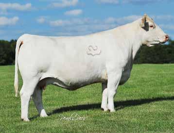 FC Turbo 756 also sired SCR Bronco 9026 that was recently purchased at auction for $10,000 by Lindskov-Thiel Charolais and Wild Indian Acres this past December.