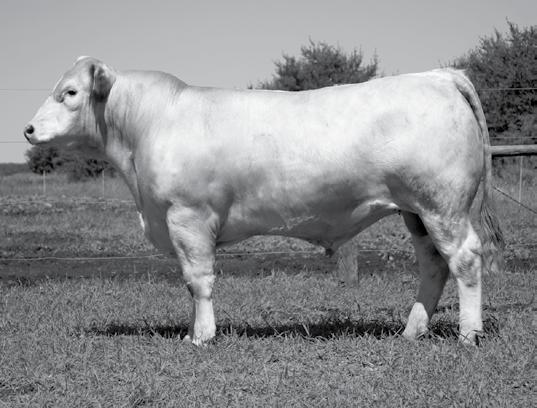 Her heifer calf s sire, CCR Rocket s Edge 203 Pld, was top weaning performance son of Rocketfuel out of a LT Bluegrass dam and he had an 827 pound weaning weight to ratio 118.