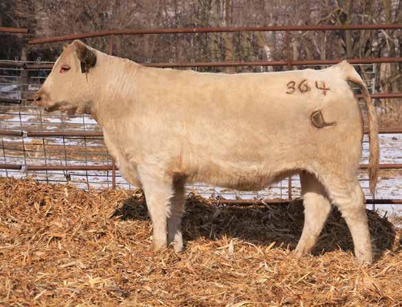 Open Yearling Heifers Lot 52 TR Ms Smokette 6758S ET LKD MISS JAZZER 364 03/13/2013 F1177377 POLLED 52 TR MR FIRE WATER 5792RET TR MR INDEPENDENCE 9695 M783197 TR MS SMOKETTE 6758S ET LKD MISS JAZZ