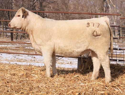 Open Yearling Heifers Lot 56 Lot 57 LKD MISS VORTEX 377 03/18/2013 F1177373 POLLED 56 TR MR FIRE WATER 5792RET TR MR INDEPENDENCE 9695 M783197 TR MS SMOKETTE 6758S ET LKD MISS PENNY 8122 F1087092 LHD