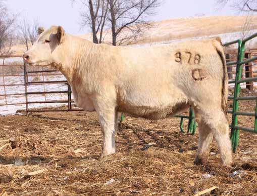 Open Yearling Heifers Lot 60 Lot 61 LKD MISS INDEPENDENCE 378 03/18/2013 F1177371 POLLED 60 TR MR FIRE WATER 5792RET TR MR INDEPENDENCE 9695 M783197 TR MS SMOKETTE 6758S ET SPARROWS ALLIANCE 513G LKD