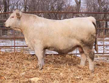 YW: 1016 lbs R: 87 SC EPDs: 4.2-1.1 24 25 2 5.9 15 0.4 Another really big topped, well-muscled bull that goes over the top of 800 pounds weaning!