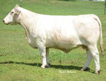 One of his top sons SCR Bronco 9026 sold in the Sonderup Bull Sale in 2010 for $20,000 and he in turn sired their top selling bull in 2013 at $14,500.