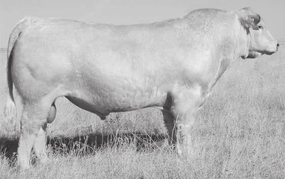 RePreSentative REFerence SireS LT LonG DIStance 9001 P Long Distance is the sire to HC Long Range 1395, HC Long Range 2409, HC Long Range 2410 and HC Duke s Distance 2001 herd sires with progeny in