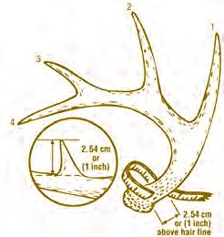 46 WANTED: Antler Measurements and Deer Jawbones Information on buck antler size and circumference can be used as an indication of herd condition. Age data is just as important.