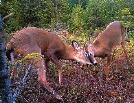 Significant Changes for 2017 Hunting 1.