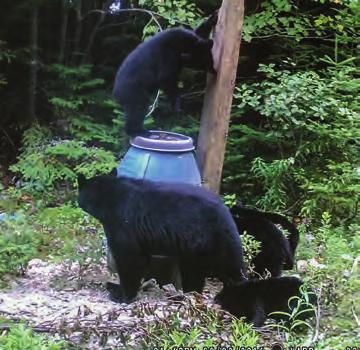 4 Attention Nova Scotia Trail Camera Users! You can win a top-quality trail camera by participating in the Deer and Bear Trail Camera Survey and photo competition.