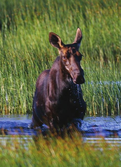 78 Mainland Moose Report Moose Sightings! Report online at novascotia.ca/natr/wildlife/sustainable/msform.asp or at a local DNR office.