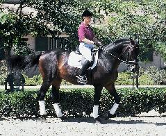 On a horse who pops his shoulder to the outside, you will find yourself doing a very nice leg yield on a circle, without the gymnastic benefit of the inside bend of the haunches-in.