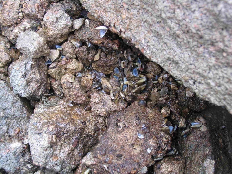 Offutt Base Lake - dead zebra mussels Dead shell under rocks