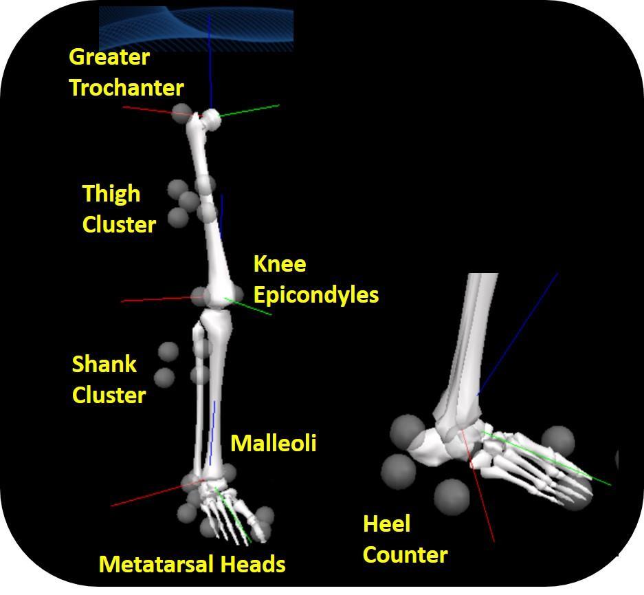 Figure 4.1. Marker set for the right lower-limb. The thigh, shank and foot co-ordinate axes and markers are displayed. The kinematic foot segment has the same co-ordinate axis as the shank. 4.2.