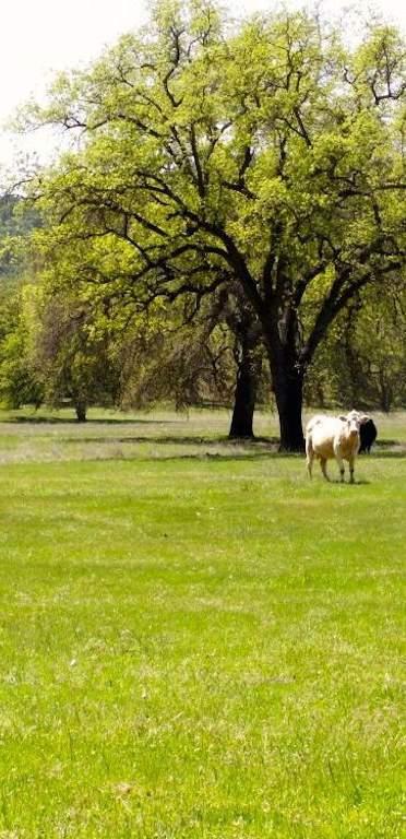 No chemicals have been used on the pasture, making an all natural/ organic beef operation a near-term possibility. Exceptional water resources are evident on this property, with 3.