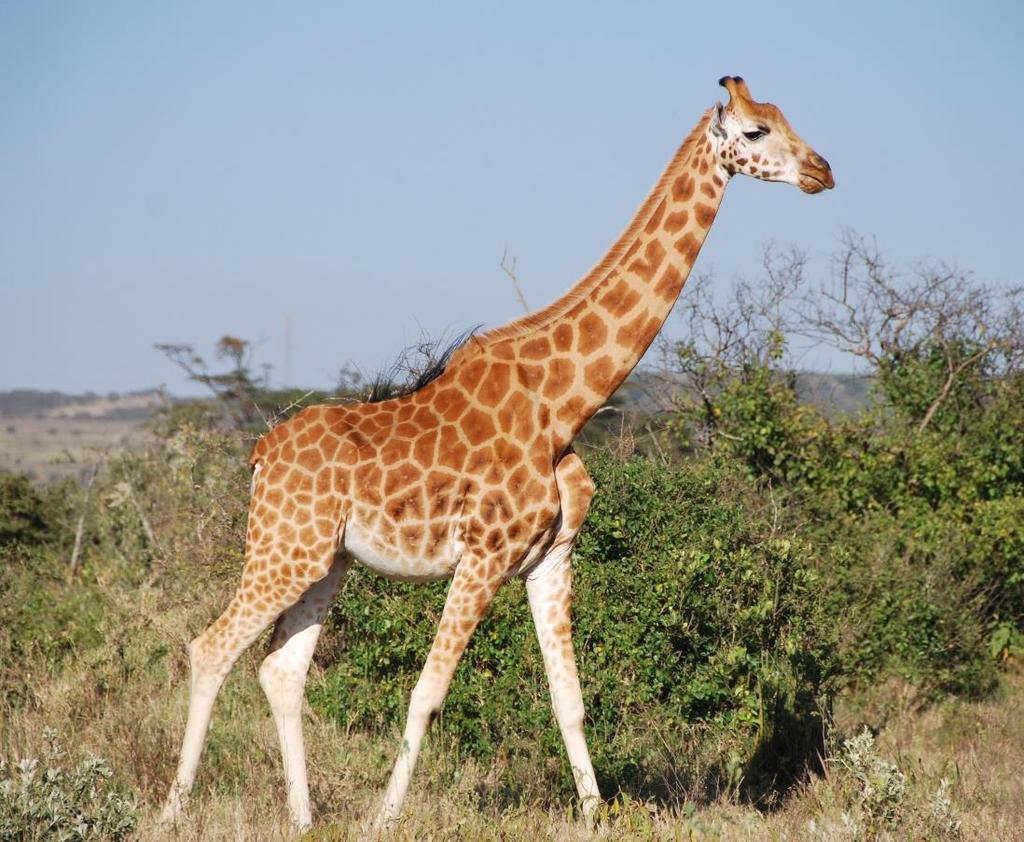 Assessment of giraffe populations