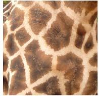 Males have a median ossicone. (Seymour, 2001, p. 53). Rothschild's giraffe (G. c.
