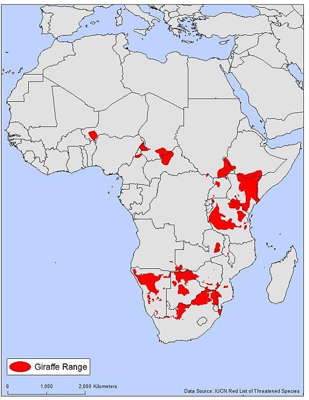 of the West African giraffe (G. c. peralta) remains in Niger (Suraud et al., 2012, p. 577).