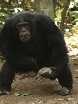 use in cracking the nuts. B) After moving away from competing chimpanzees he sits down to process and consume the nuts. Source: (Carvalho, Biro et al.