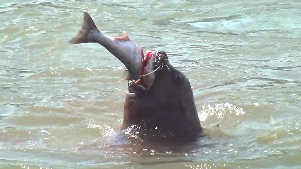 2017 BONNEVILLE DAM SEA LION TOUR < PAGE 5 COUNCIL ARTICLE: Sea Lion Fish Feast Spring 2016 was a bad time of the year for salmon and steelhead at the tailrace, or downstream side, of Bonneville Dam.