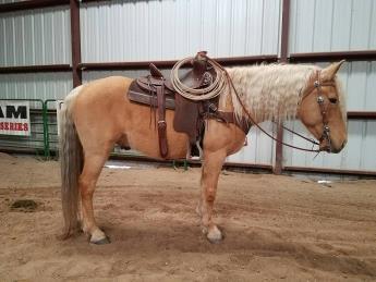 CUPCAKE 5 YR QTR PONY GRAY GELDING This 5 yr old grey gelding and just the right size. Our 13 year old daughter has enjoyed this horse over the years and is selling him to move on to a larger horse.