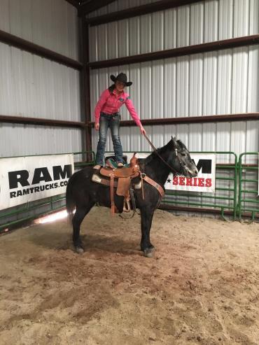VIDEO MIC 13 YR GRADE QH PALMINO GELDING Mic is a gelding that has been used at a public riding stable since 2012. Before that he was used on an Amish farm. He is an easy keeper and stays stocky.