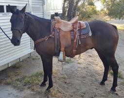 Sells 100% sound. VIDEO JB MYSTIQUE 2003 APDX AQHA BAY MARE 10 This registered bay mare has done it all. We call her Bailey. She has worked the arena in countless PRCA rodeos.