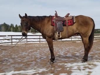 Youth suitable, she has been hauled and is a money earner including placing in multiple rounds in breakaway and goat tying at the NLBRA World Finals and in numerous CJRA rodeos.
