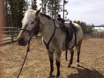 Snookie knows both the barrel and pole patterns, in addition to being a great ranch horse who can do a day's work.