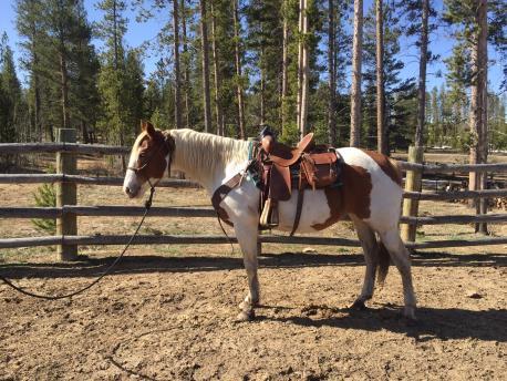 VIDEO SPUR 2010 GRADE QH This is a nice gelding that is sound and gentle. He has been used on the ranch in Montana for the last two years.