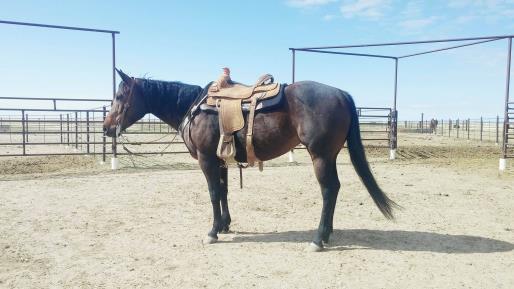This guy has really done it all! He is a honest head and heel horse. He has been riding on the ranch workout rodeos as a pickup horse.