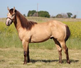 13 MITEY CASH LEGACY 2014 AQHA BUCKSKIN GELDING This is a beautiful gelding standing approx 14.2 and stout build.