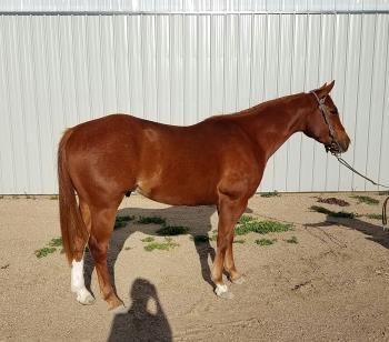 000.00. His dam has produced some really nice Ranch/ headhorse and barrel horses BEAUS CLASSIC LEGACY AR SOME KINDA LEGACY MAXIE PAWNEE FRECKLE GLASSY OH BEAU (THREE OHS) LEGACY OF CASH (CASH LEGACY)