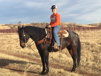 15 VR SKY SUGAR MATTY 2011 AQHA GRAY MARE Sugar is a well broke, good looking 6 yr old mare. She has been on many trail rides and used on the ranch.