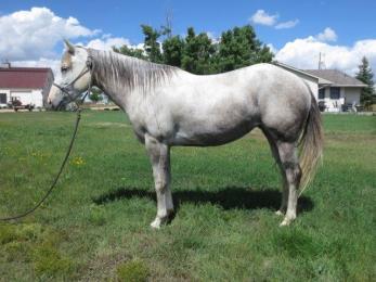 LEANIN ON ROSITA 2012 AQHA GRAY MARE This flashy gray filly was started last fall then turned out for the winter. She has had 90 days of riding this Spring and is ready to go wherever you want.