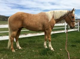 She has been ridden in the arena, on trails, in the brush and around cattle. She could go either to the arena as a performance horse or to the ranch as a working horse.