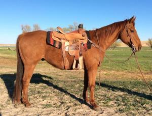 You could go any direction with this boy. He has been ridden extensively both in and out of the arena. No holes, easy to be around, sound, trailers well, and great with a rope.