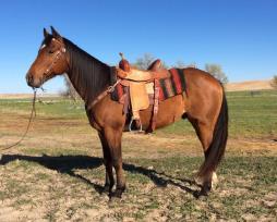 "Harley" is a 7 yr old Bay gelding that has been used on the ranch for gathering and sorting cattle and has been started on the barrels.