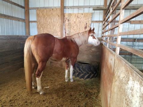 18 CHARMING CONCLUSION OBVIOUSLY CHARMING MISTY EYED LEO OBVIOUSLY CHARMING 2005 APHA SORREL OVERO MARE As her name indicates, this mare is Obviously Charming!