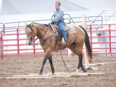 19 PRETTY COOL 2014 AQHA Pretty Cool lives up to his name. He is a very pretty gelding that has been shown and has earned 3 1/2 open Halter points and 4 Amateur Halter points.