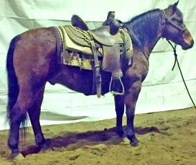 TURBO 4 YR GRADE QUARTER PONY Turbo is a bay quarter/pony Gelding who stands 12.3H 830lbs. Super fun Daily Driver. Currently working in feedyard. Turbo loves to work and has a fun personality.