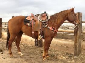 Can let him sit for Months and go right back to work he stays the same even in a young age. VIDEO LASHONDA ZAN PARR TOMMY 2007 AQHA This gelding has it all, size, disposition, looks, and ability.