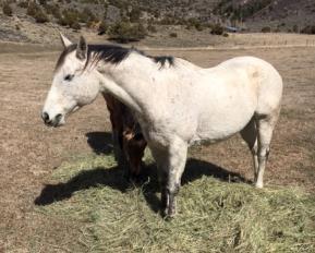 6yr old 14.3 h 1050 lb grade mare. Really nice little ranch mare that has had the lead steer roped off her a million runs. Used in the pasture, and in the sorting pens. Really fun mare to ride.