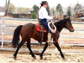 MIGHTY MITE 6 YR GRADE QH Mighty Mite is a handy little horse with a lot of ride. He stands 13.3, weighs 800 lbs and has an excellent personality. Mighty has been used in all aspects of ranching.