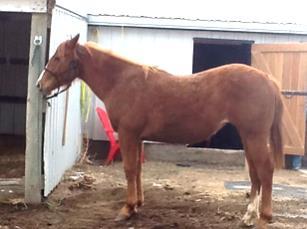 VIDEO GB TUFFYWOOD SANS SAWYER WOOD ROSE EDDIE DRIFTWOOD PREDICTABLY FROSTY 2015 AQHA SORREL MARE Grand daughter of Sun Frost on the top, Streakin Six bred on the bottom.